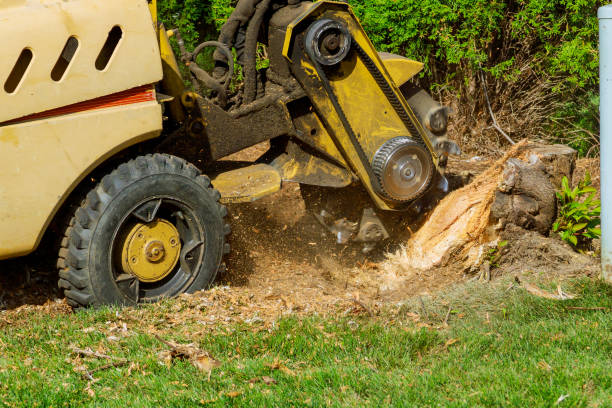 Best Sod Installation  in Colton, CA