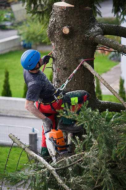 Best Tree Preservation Services  in Colton, CA