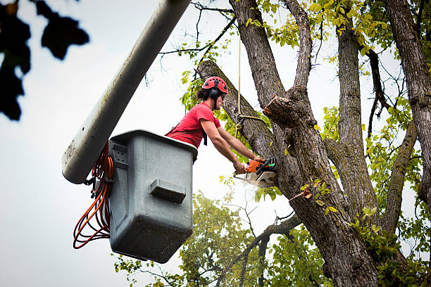 Trusted Colton, CA Tree Care Services Experts